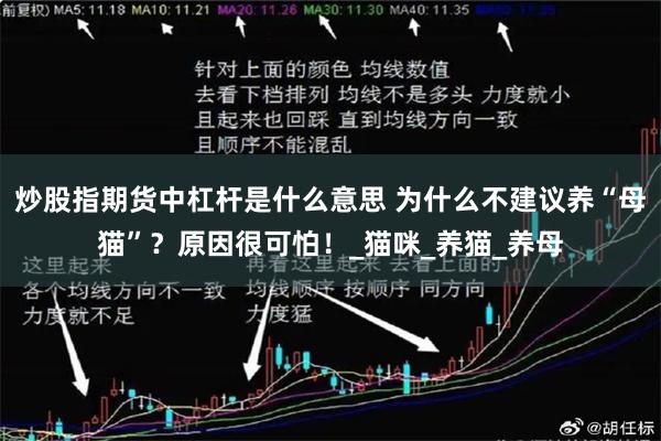炒股指期货中杠杆是什么意思 为什么不建议养“母猫”？原因很可怕！_猫咪_养猫_养母